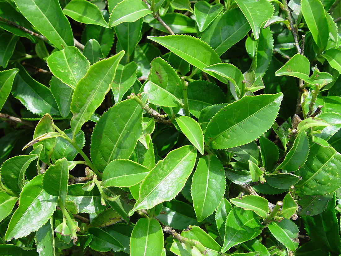 Discover the Beauty of Camellia Sinensis: The Ultimate Skincare Secret