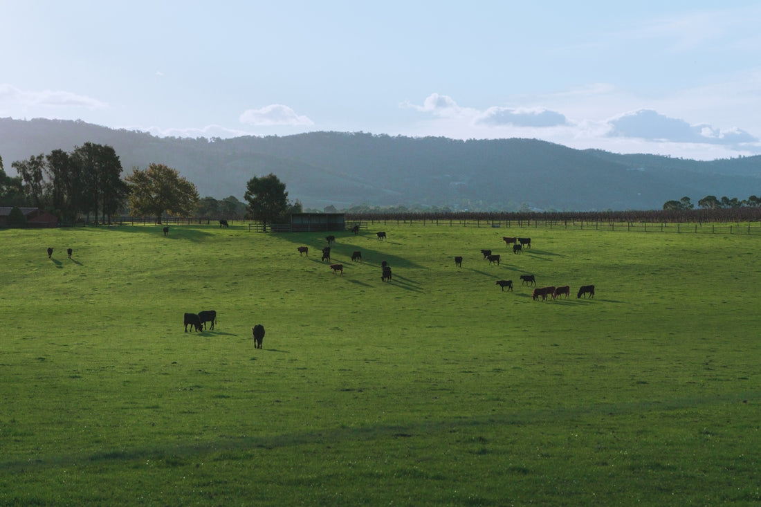 group of animals on grass field during day