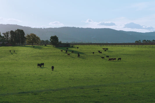 group of animals on grass field during day
