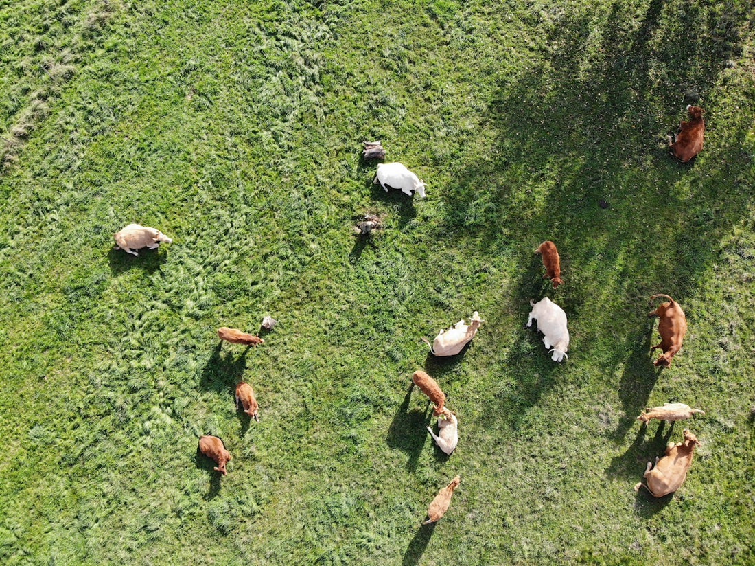 aerial photography of herd of animals on grass field