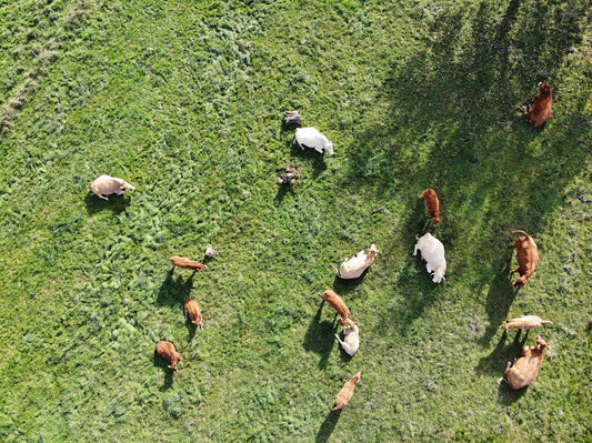 aerial photography of herd of animals on grass field