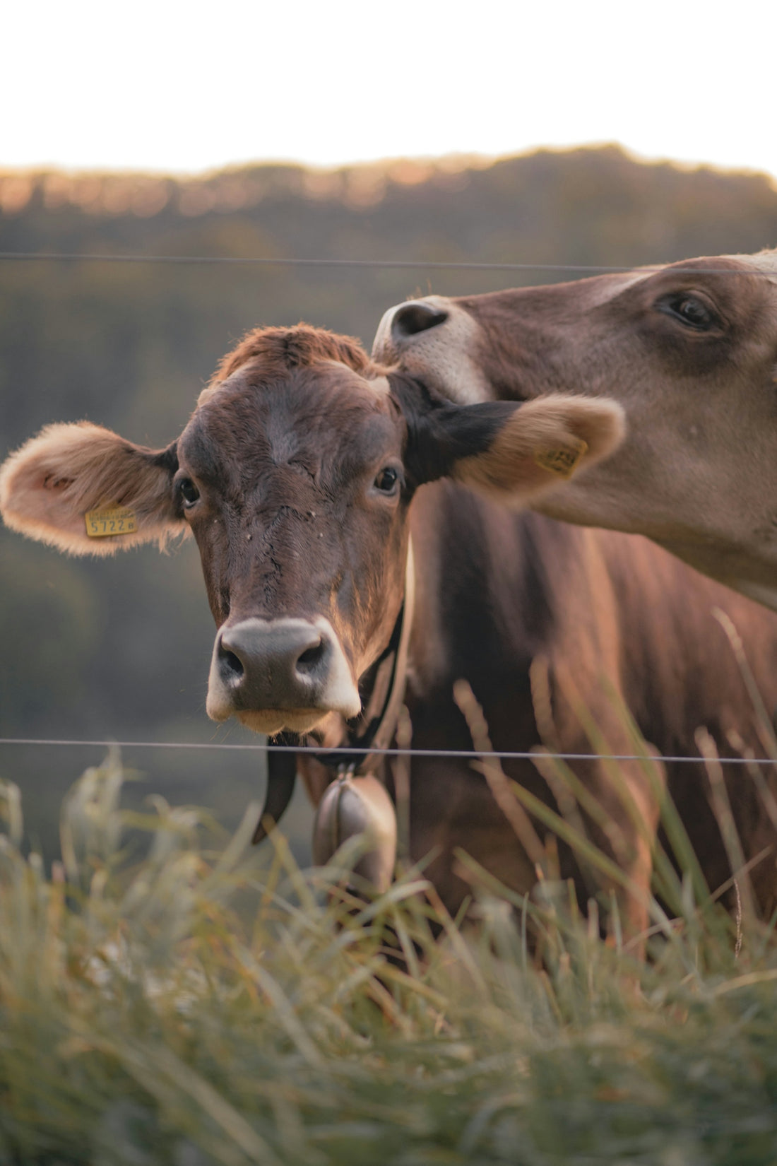 brown cow on green grass field during daytime