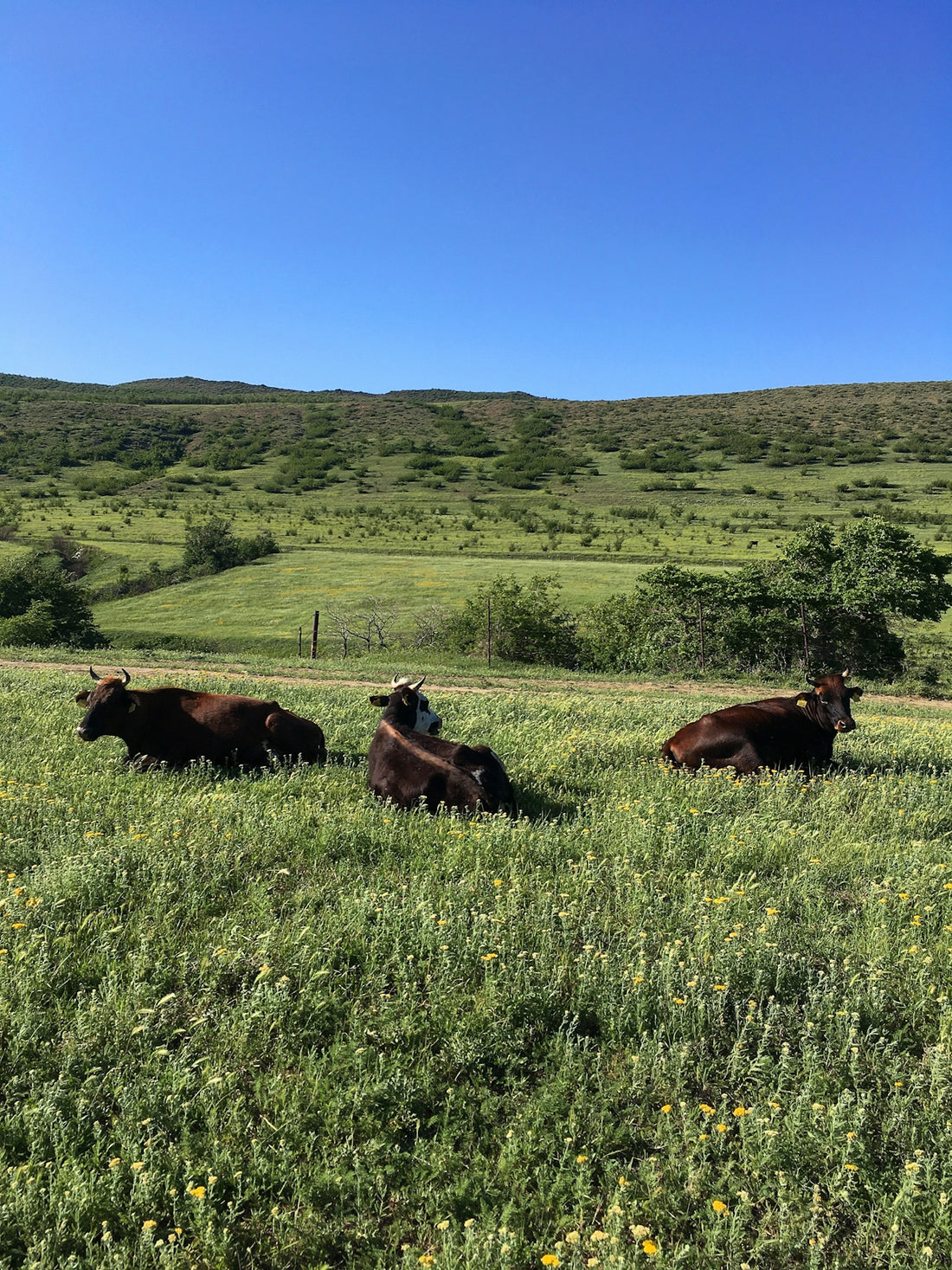 brown cow on green grass field during daytime