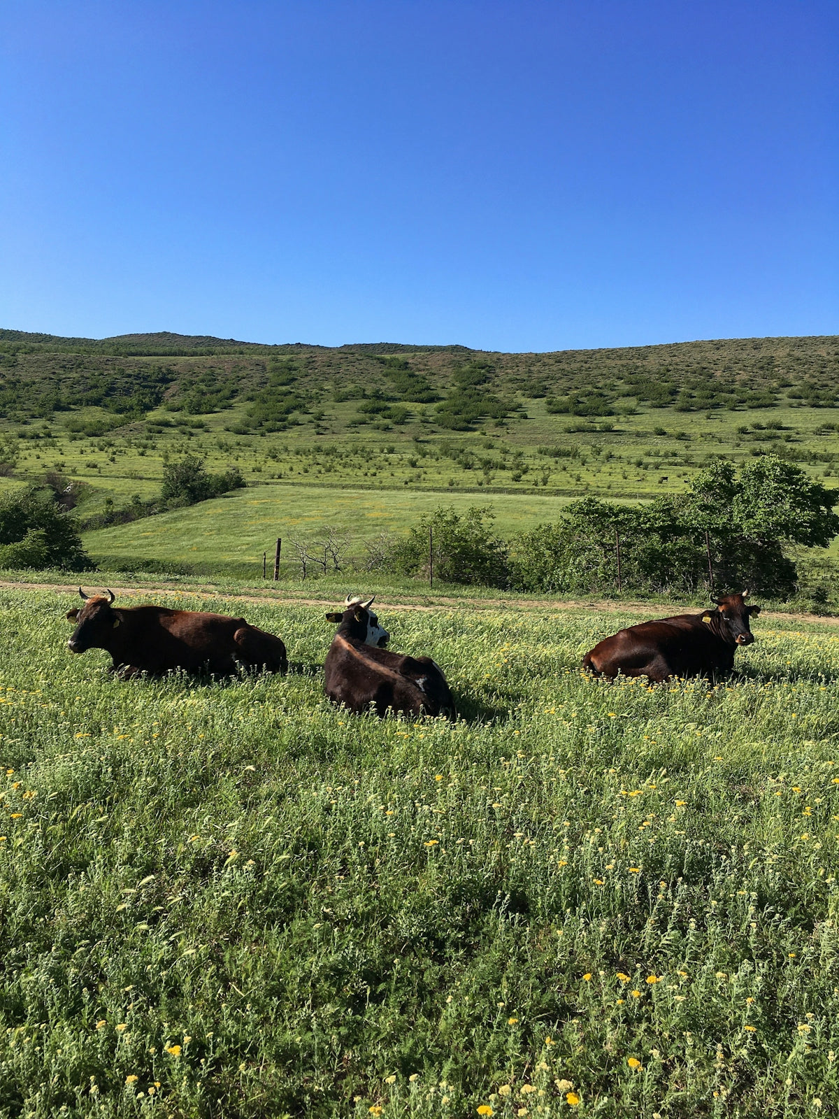 brown cow on green grass field during daytime