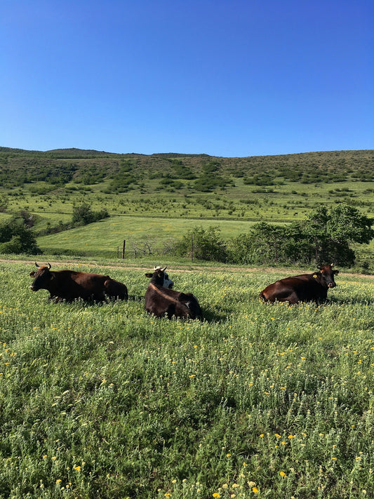 brown cow on green grass field during daytime