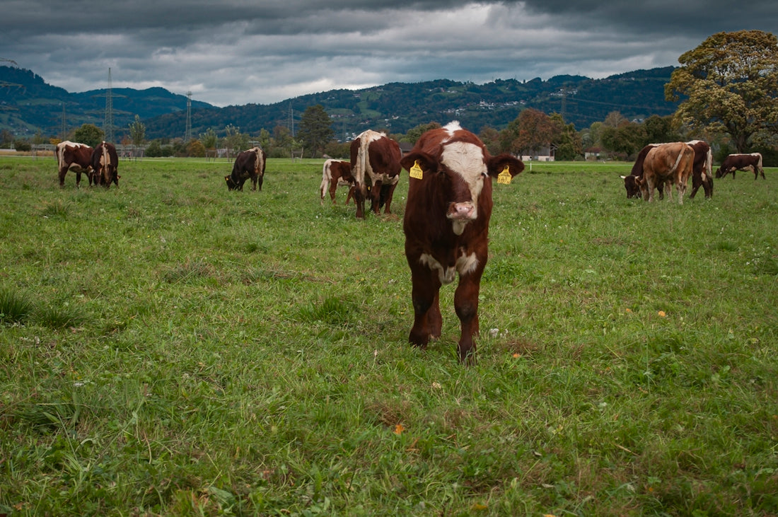 brown and white cow on green grass field during daytime