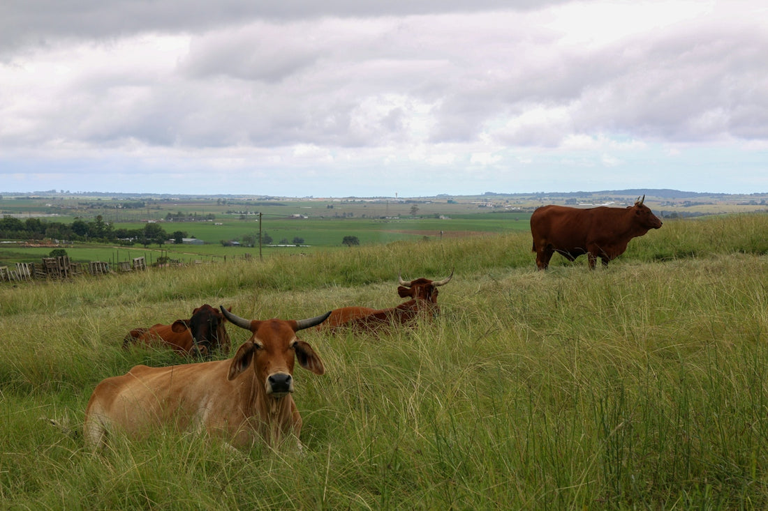 brown cow on green grass field during daytime