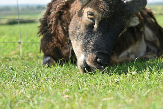 brown cow lying on green grass during daytime