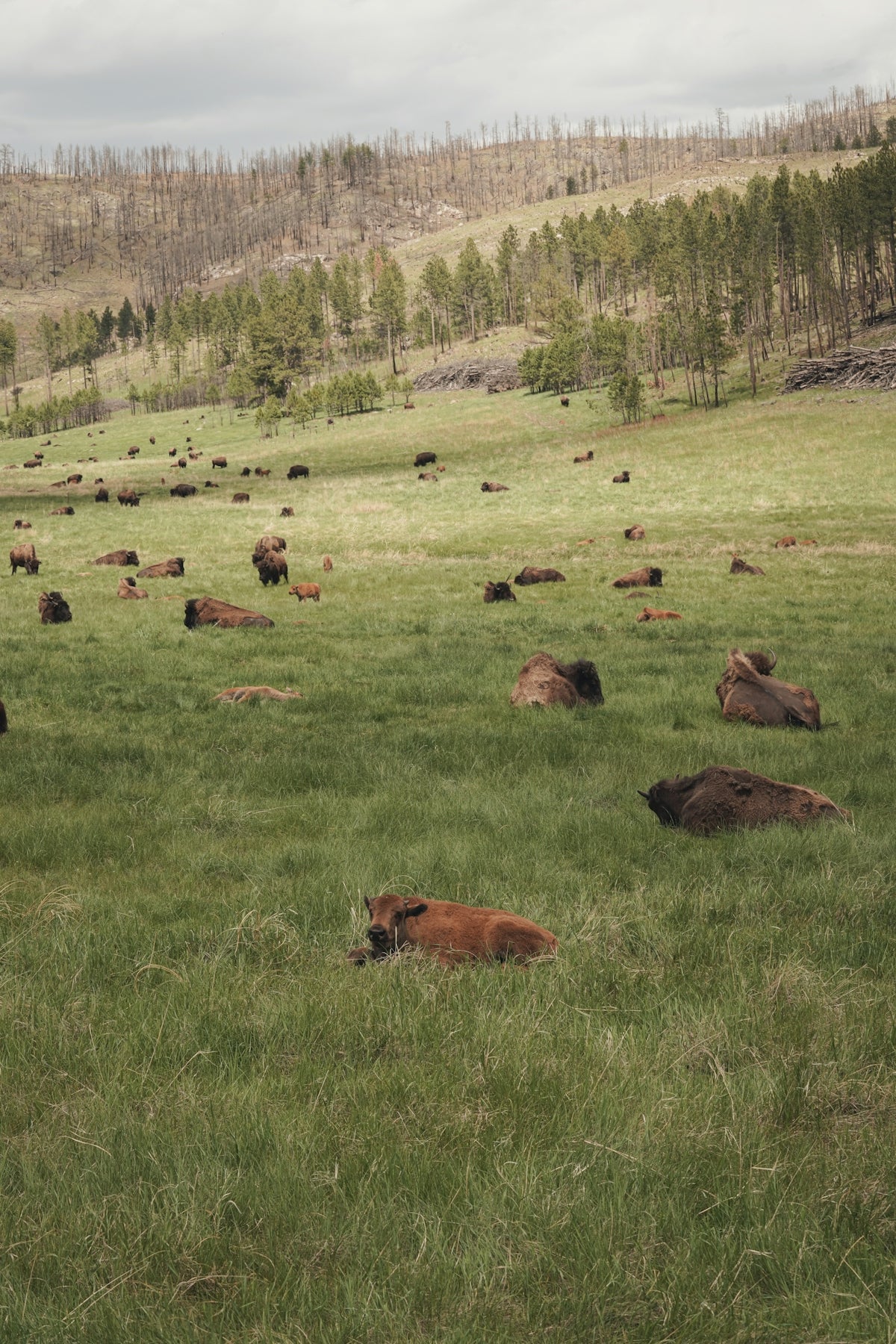 brown cow on green grass field during daytime