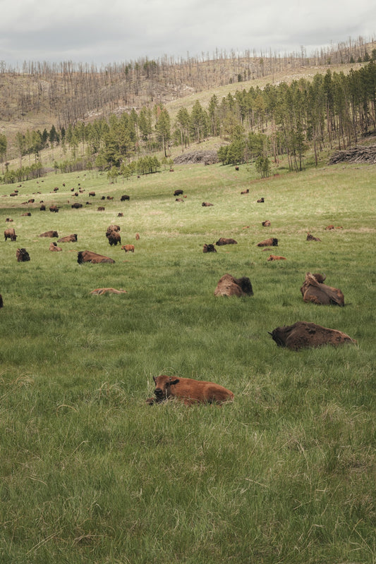 brown cow on green grass field during daytime
