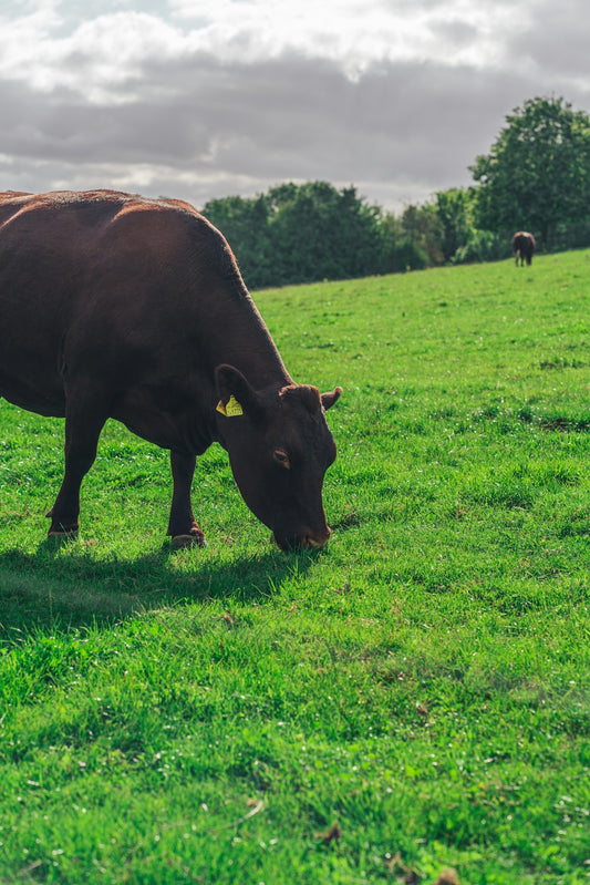 brown cow on green grass field during daytime