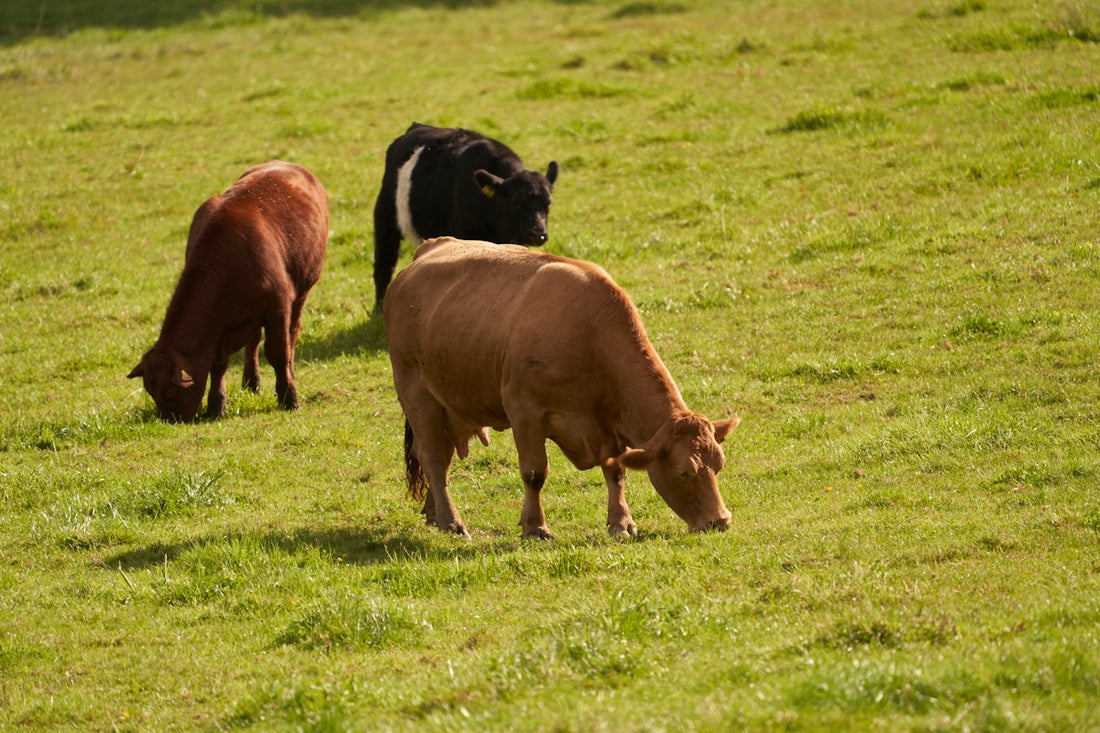 brown cow on green grass field during daytime