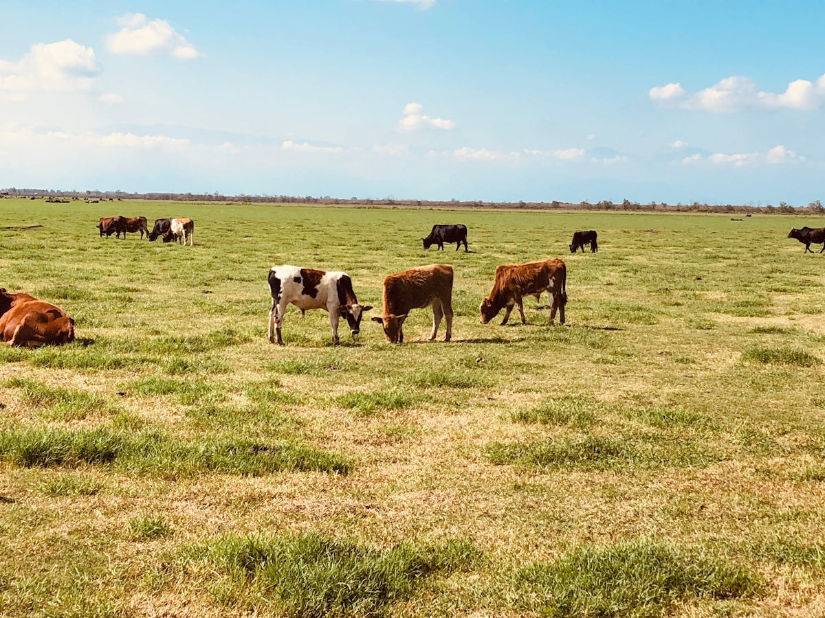 herd of cow on green grass field during daytime