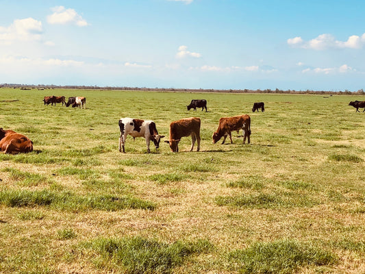 herd of cow on green grass field during daytime