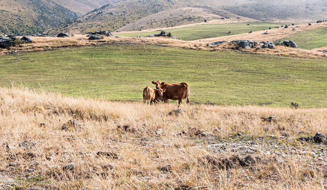 a couple of cows standing on top of a grass covered hillside