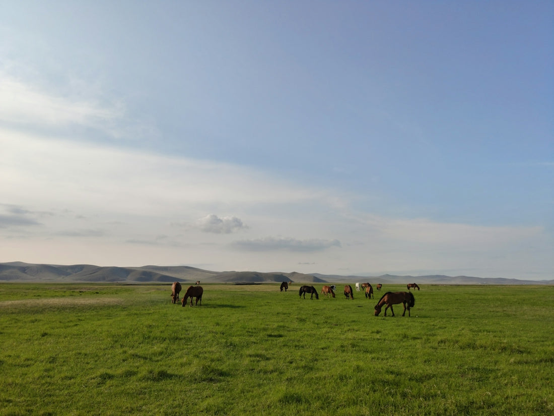 a herd of horses grazing on a lush green field