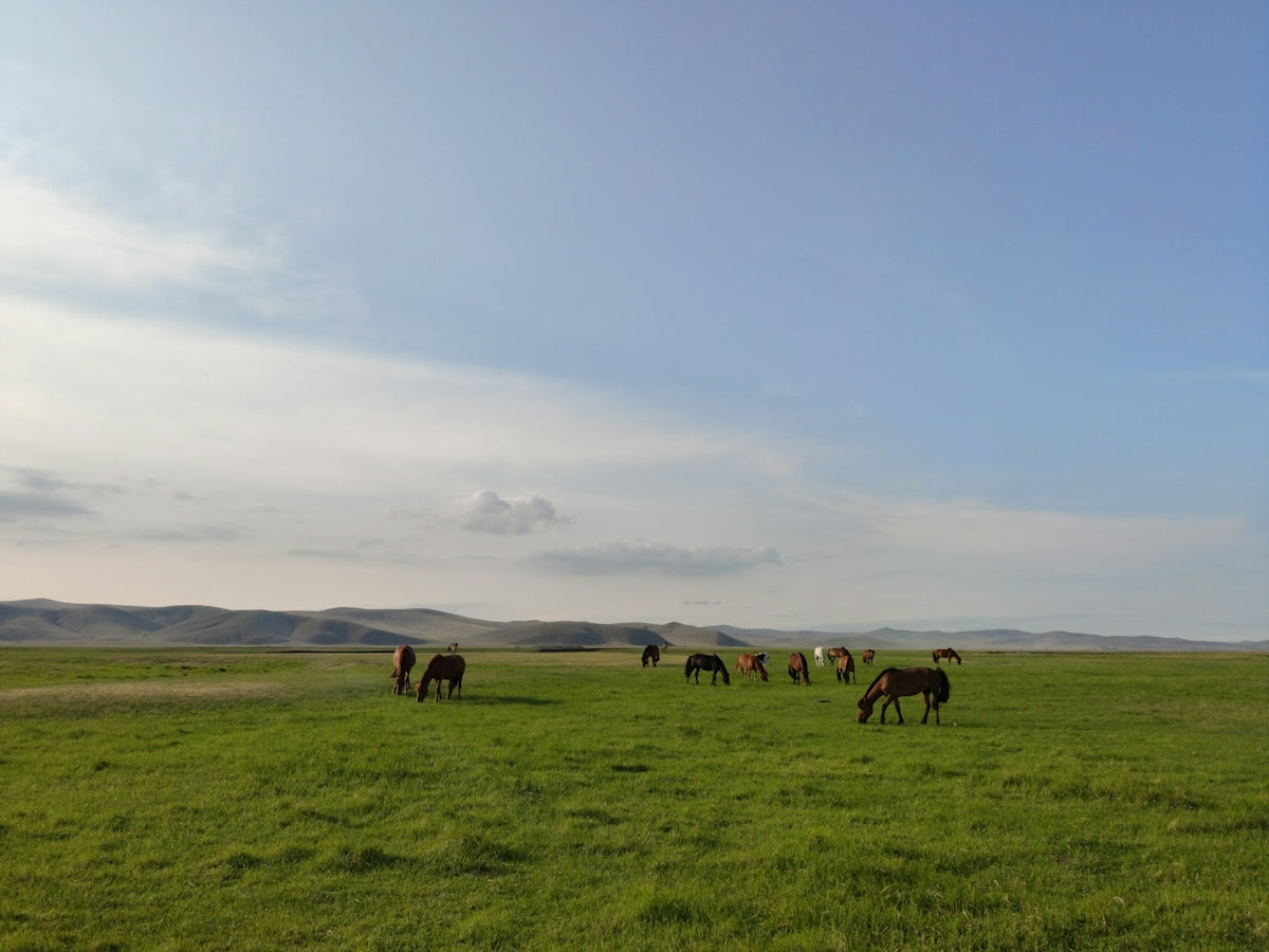 a herd of horses grazing on a lush green field