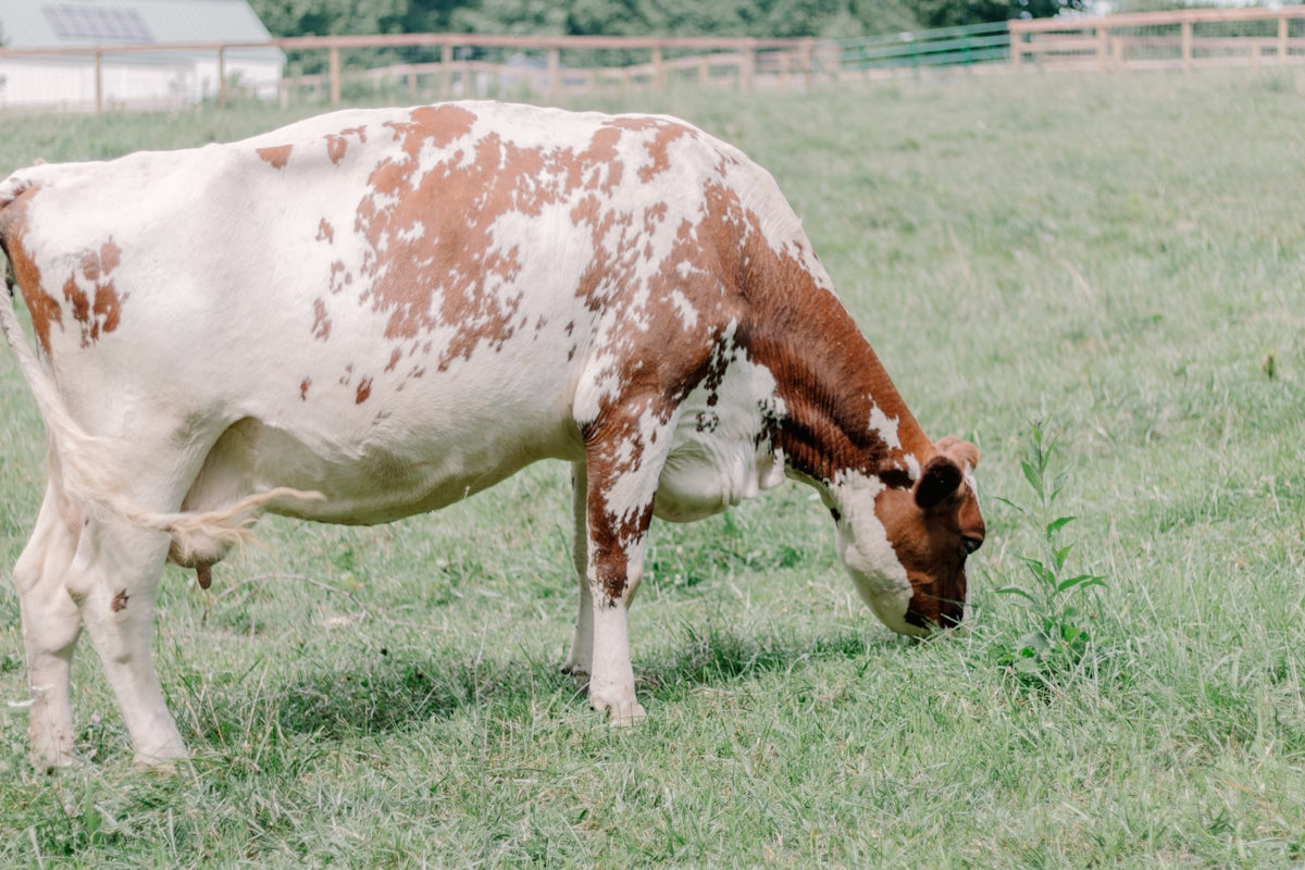 a brown and white cow eating grass in a field