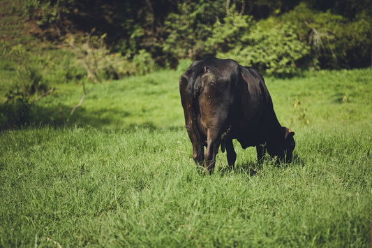 a cow grazing in a field of green grass