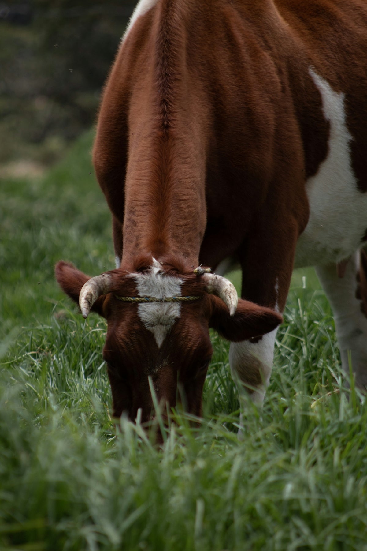 A brown and white cow eating grass in a field