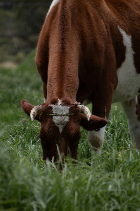 A brown and white cow eating grass in a field