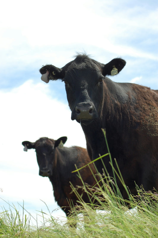 A couple of cows that are standing in the grass