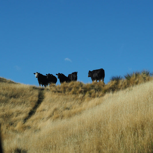 Cows stand on a grassy hill under a blue sky.