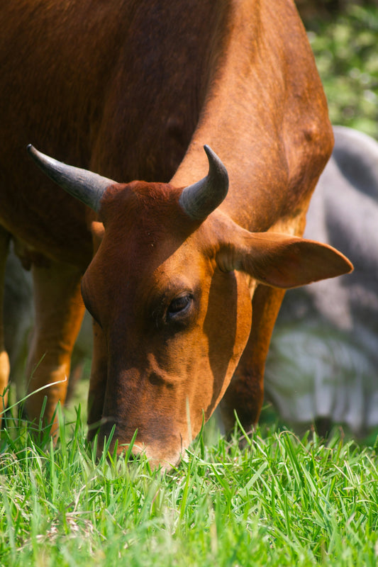 A brown cow grazes on green grass in a field.