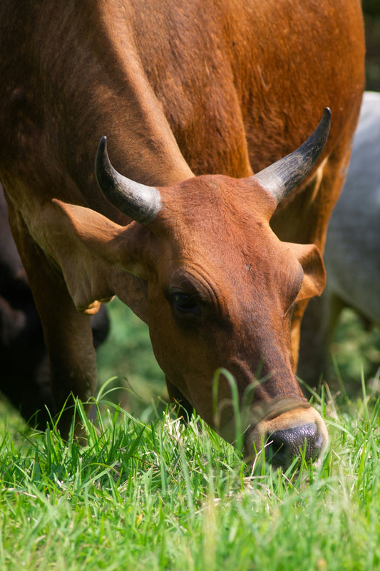 Brown cow grazing in a grassy field