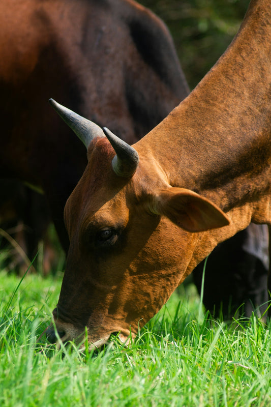 A brown cow grazes in a field of green grass.