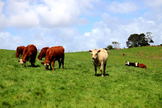 Cows grazing on a lush green grassy hill.