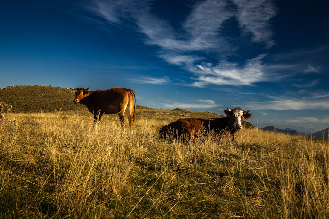 Two cows grazing in a dry, grassy field.