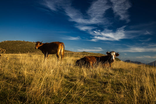 Two cows grazing in a dry, grassy field.