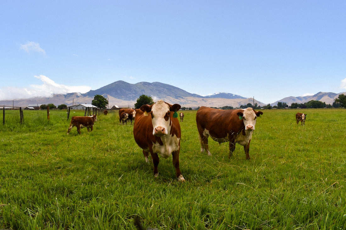 Brown and white cows grazing in a green grassy field.