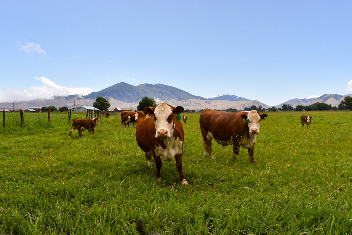 Brown and white cows grazing in a green grassy field.