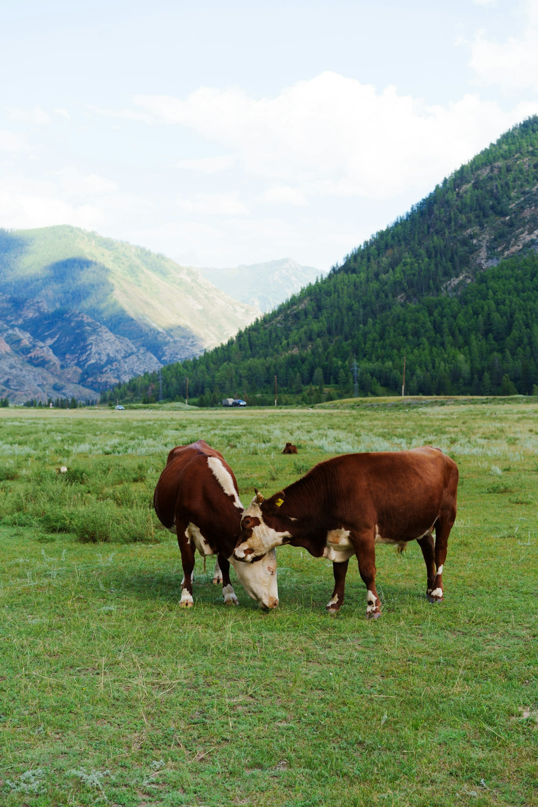 Brown and white cows nuzzling in a grassy mountain valley.