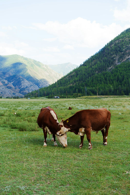 Brown and white cows nuzzling in a grassy mountain valley.